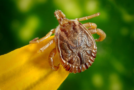 Ticked Off! How NOT to Remove a Tick on your Dog