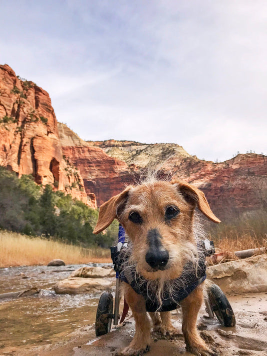 Charlie's Top 5 Adventure Essentials You Should Have in Your Dog's BackPack
