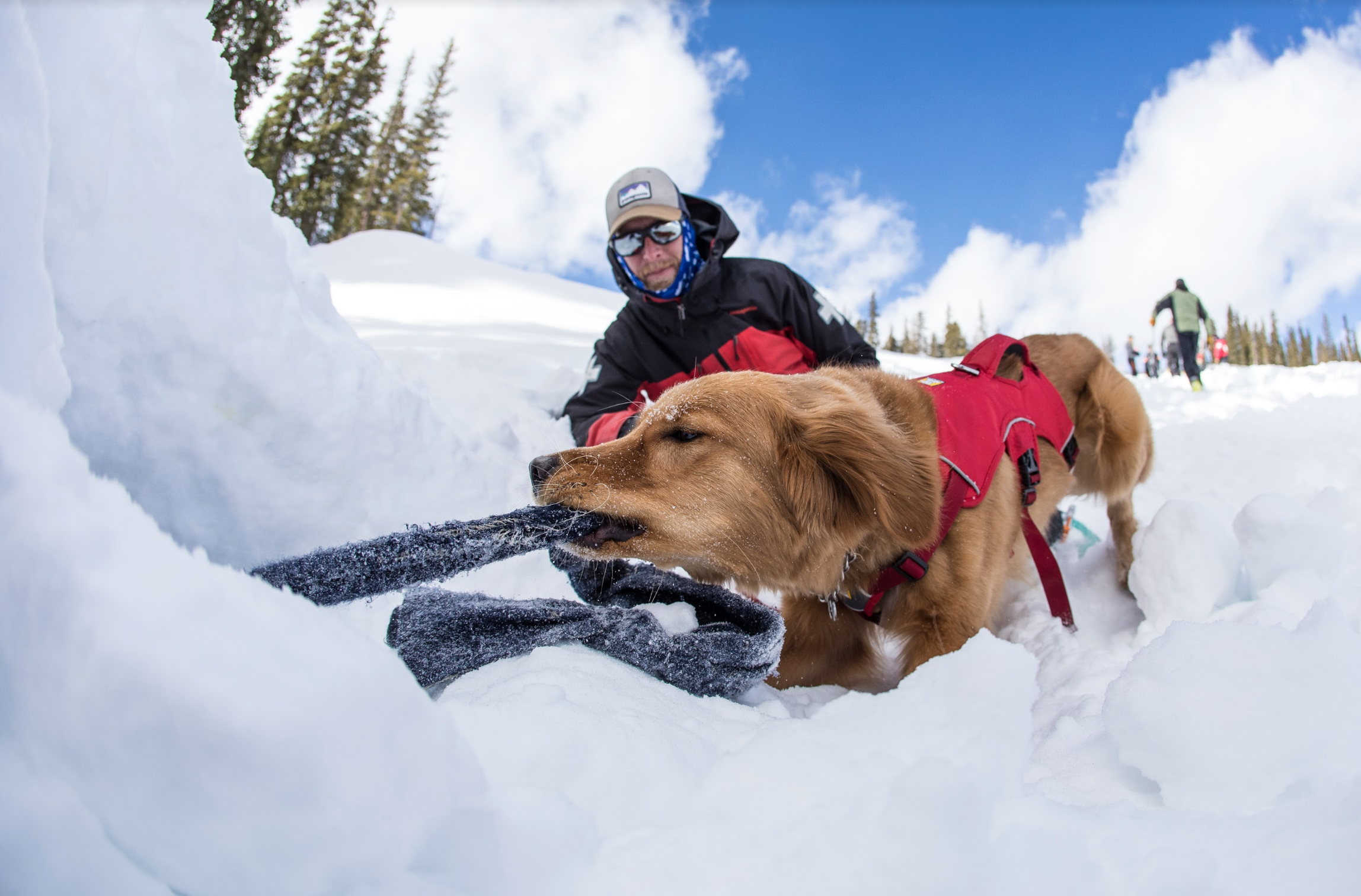 Digging Deep. What it Takes to Become an Avalanche Rescue Dog in ...