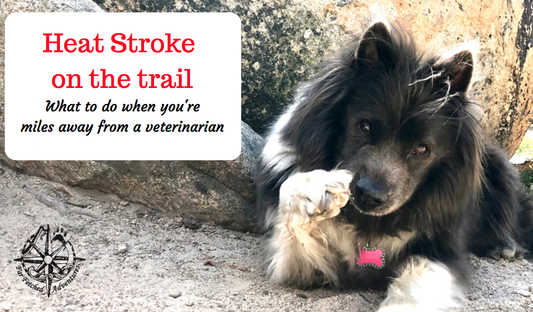 What to Do if your Dog Get's Heat Stroke on the Trail