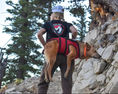 Load image into Gallery viewer, AIRLIFT K9 RESCUE SLING
